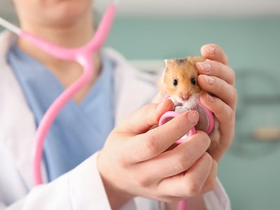 A Hamster Prices in 2023: Purchase Cost, Vet Bills, Insurance, and More!