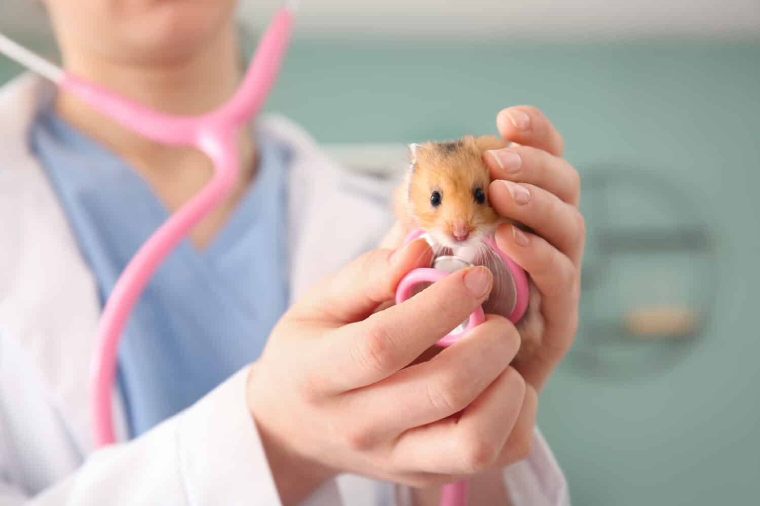 Veterinarian examining cute hamster in clinic