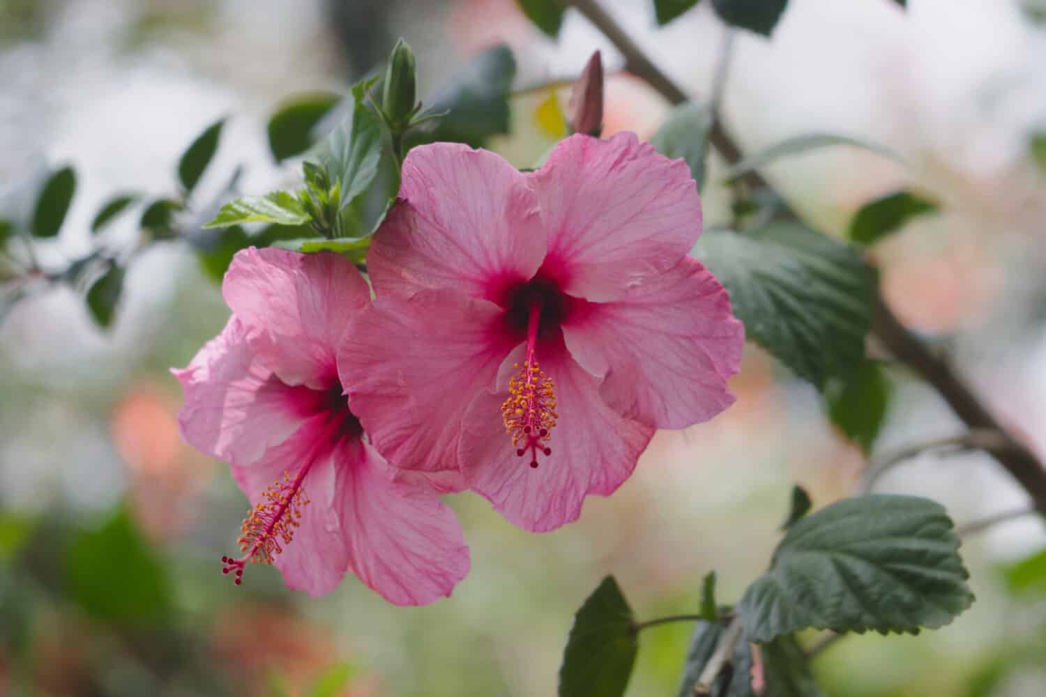 Hibiscus rosa-sinensis, known colloquially as Chinese hibiscus, China rose, Hawaiian hibiscus, rose mallow and shoeblackplant, is a species of tropical hibiscus, a flowering plant in the Hibisceae tr
