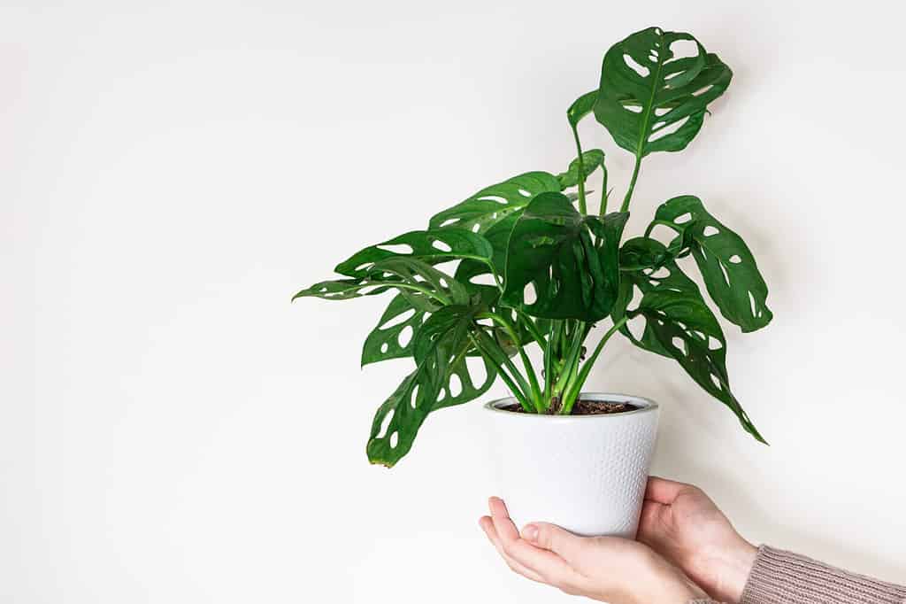 Hands holding monstera monkey mask plant (Monstera Obliqua or Monstera adansonii) in flower pot on white background. Concept of urban jungle, growing plants at home