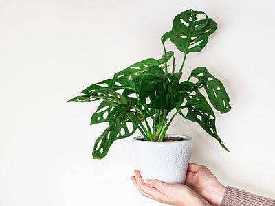 A Discover the Best Soil for Monstera: Top Mixes and 10 Critical Care Tips