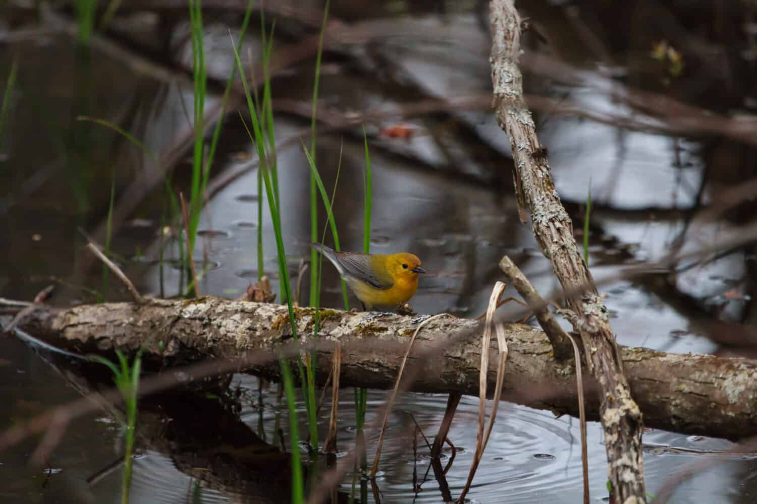 Female Prothonotary Warbler foraging in a swamp at Rondeau Provincial Park. 