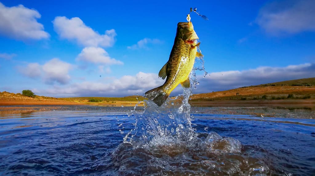 Big Bass Large mouth - Fishing on lake with blue sky at dawn, sunrise