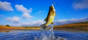 Big Bass Large mouth - Fishing on lake with blue sky at dawn, sunrise