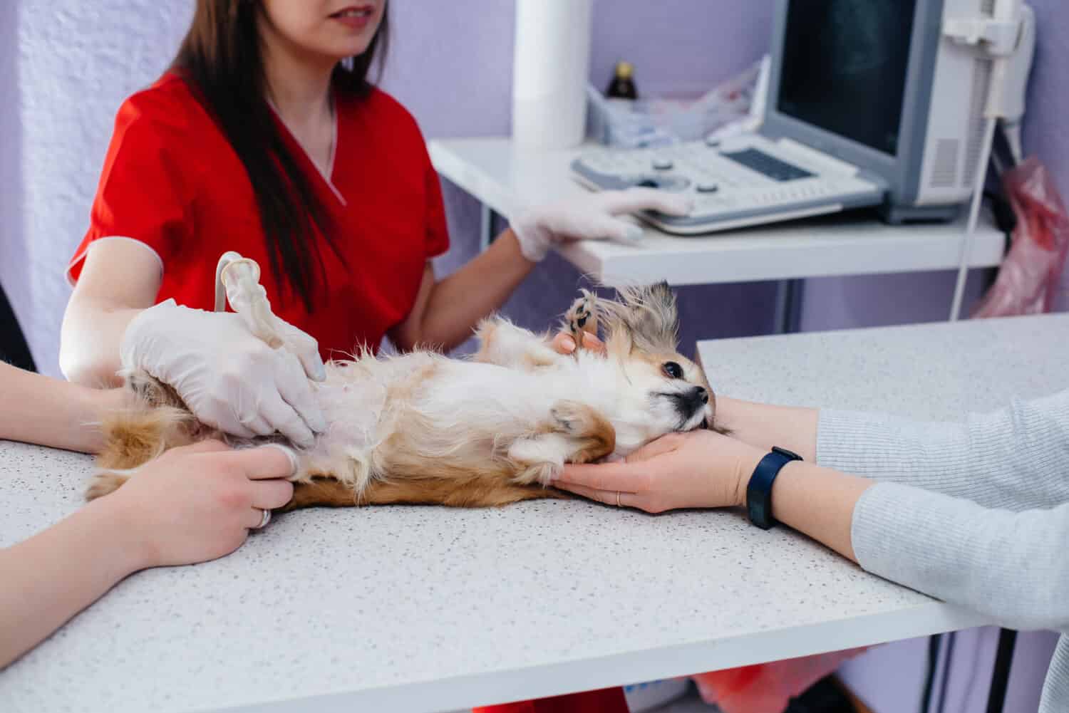 In a modern veterinary clinic, an ultrasound of a purebred Chihuahua is performed on the table. Veterinary clinic