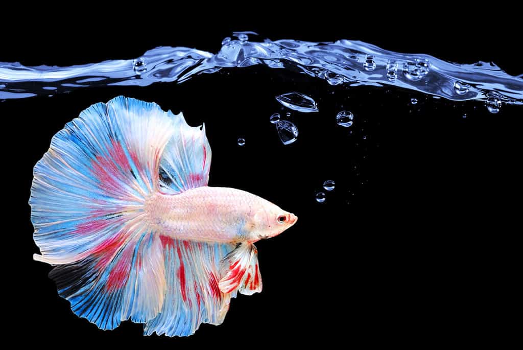 Splash water, air bubbles and betta fish background