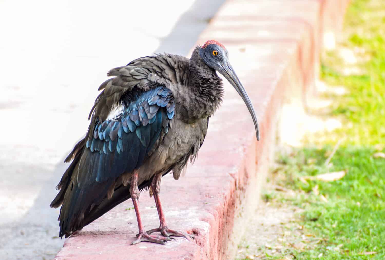 The giant ibis (Thaumatibis gigantea), the only species in the monotypic genus Thaumatibis, is a wading bird of the ibis family.