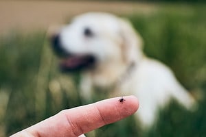 Do Ticks Really Use Static Electricity to Fly Through the Air? Picture
