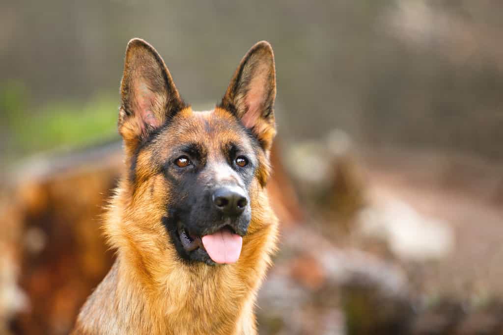 Portrait of a German shepherd in a park. Purebred dog.