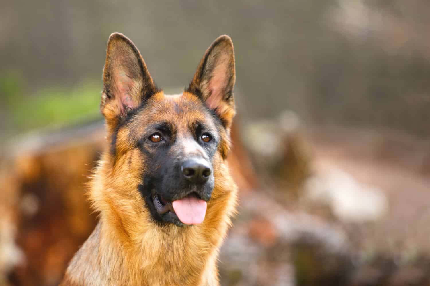 liver  colored german shepherds