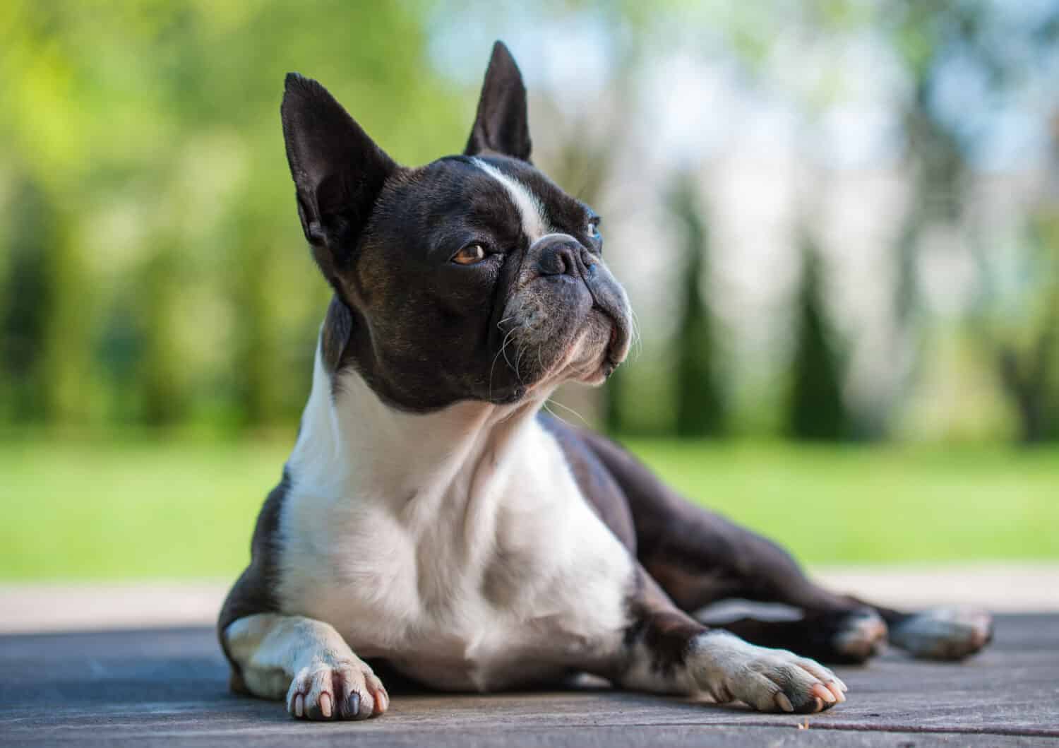 Boston terrier dog on brown terrace - shallow depth of field