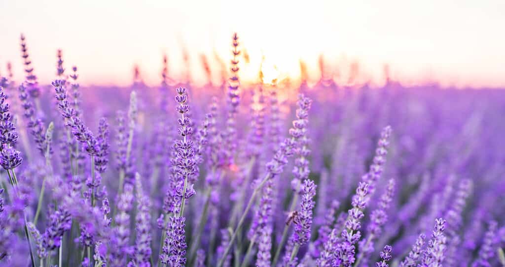 Sunset over a violet lavender field .Valensole lavender fields, Provence, France.