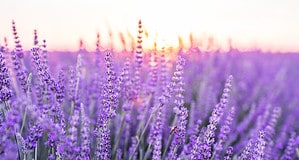 The 32 Most Important Types of Lavender to Know Picture