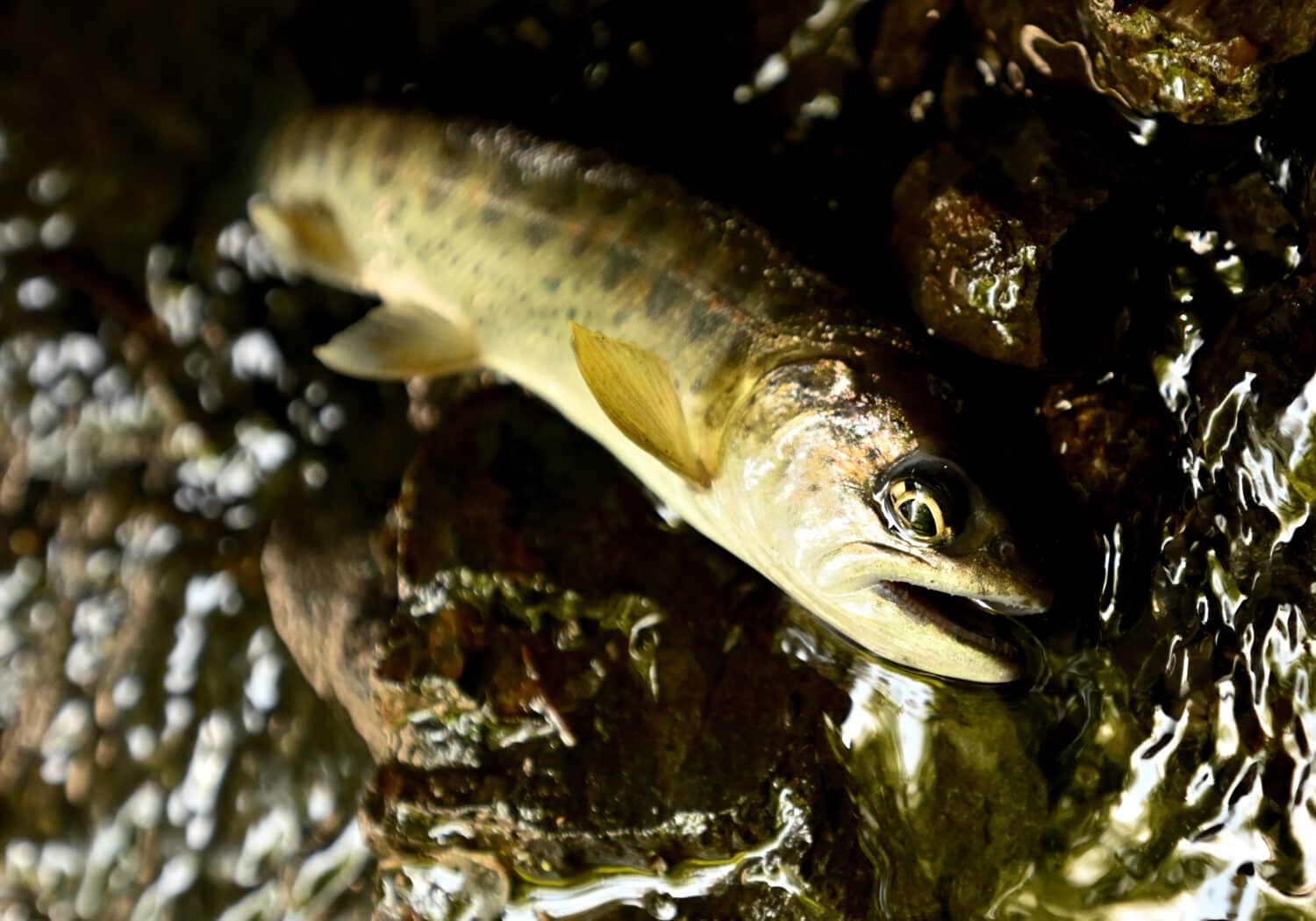 Mountain stream fish 'Amago' in early spring.