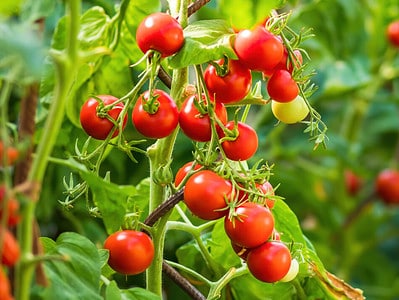 A Growing Tomatoes In Oregon: Ideal Timing + 12 Helpful Tips