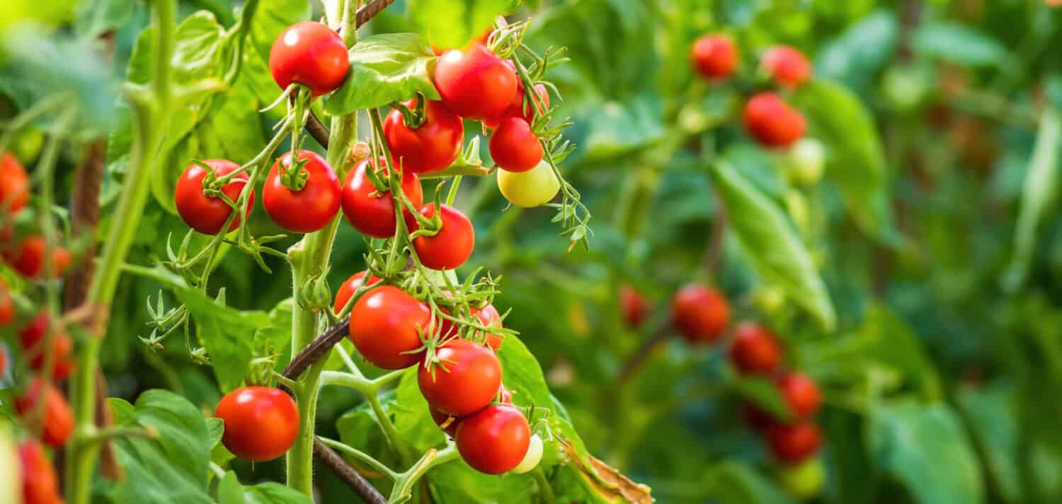 Ripe tomato plant growing in greenhouse. Fresh bunch of red natural tomatoes on a branch in organic vegetable garden. Blurry background and copy space for your advertising text message.