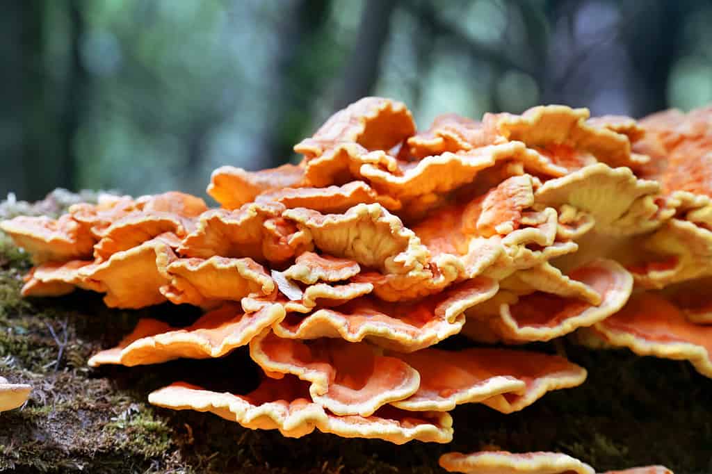 Laetiporus sulphureus, crab-of-the-woods, sulphur polypore, sulphur shelf, or chicken-of-the-woods. Close-up of mushrooms on a fallen tree in the forest. Soft selective focus.