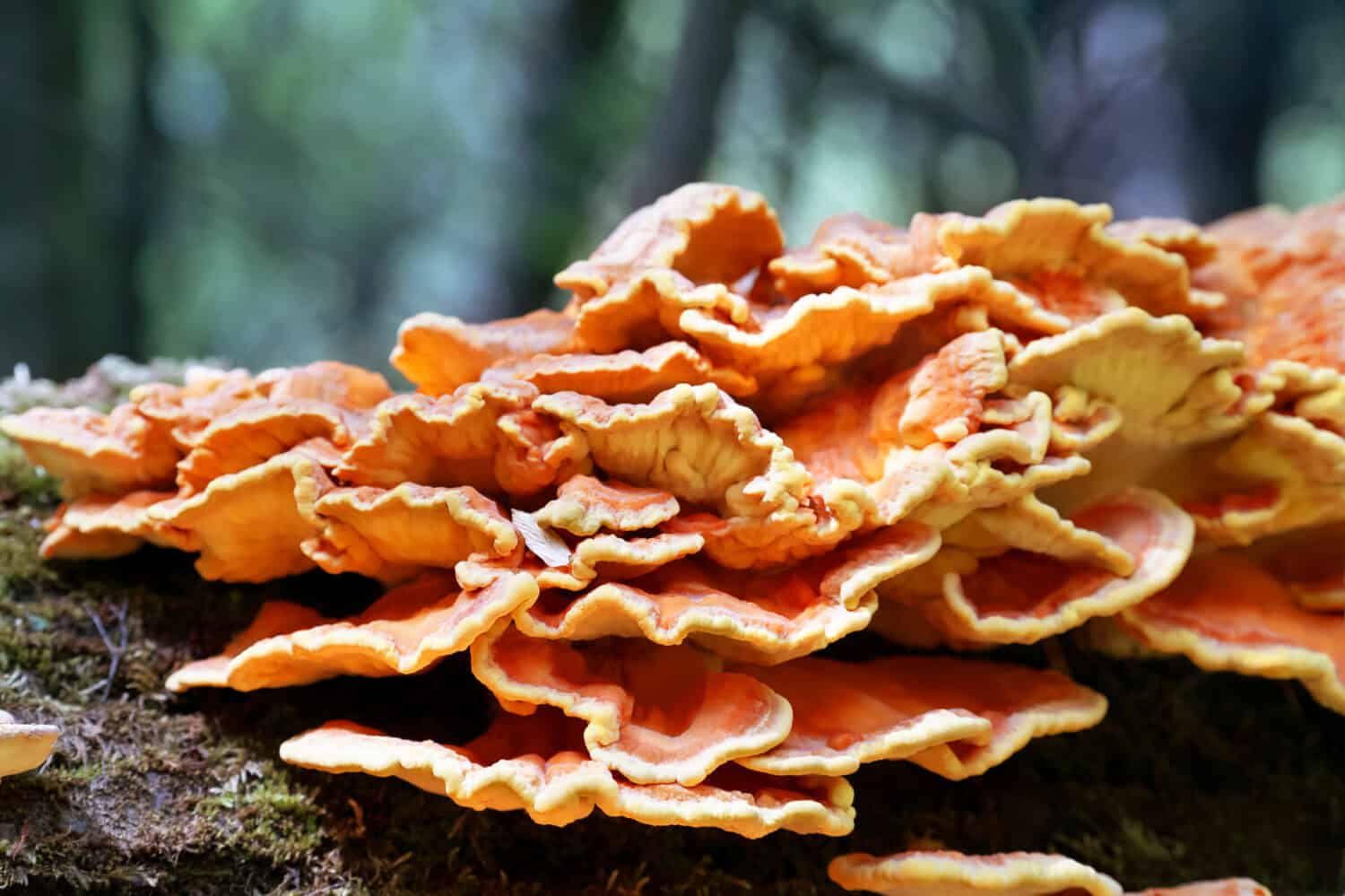Laetiporus sulphureus,  crab-of-the-woods, sulphur polypore, sulphur shelf, or chicken-of-the-woods. Close-up of mushrooms on a fallen tree in the forest.  Soft selective focus.