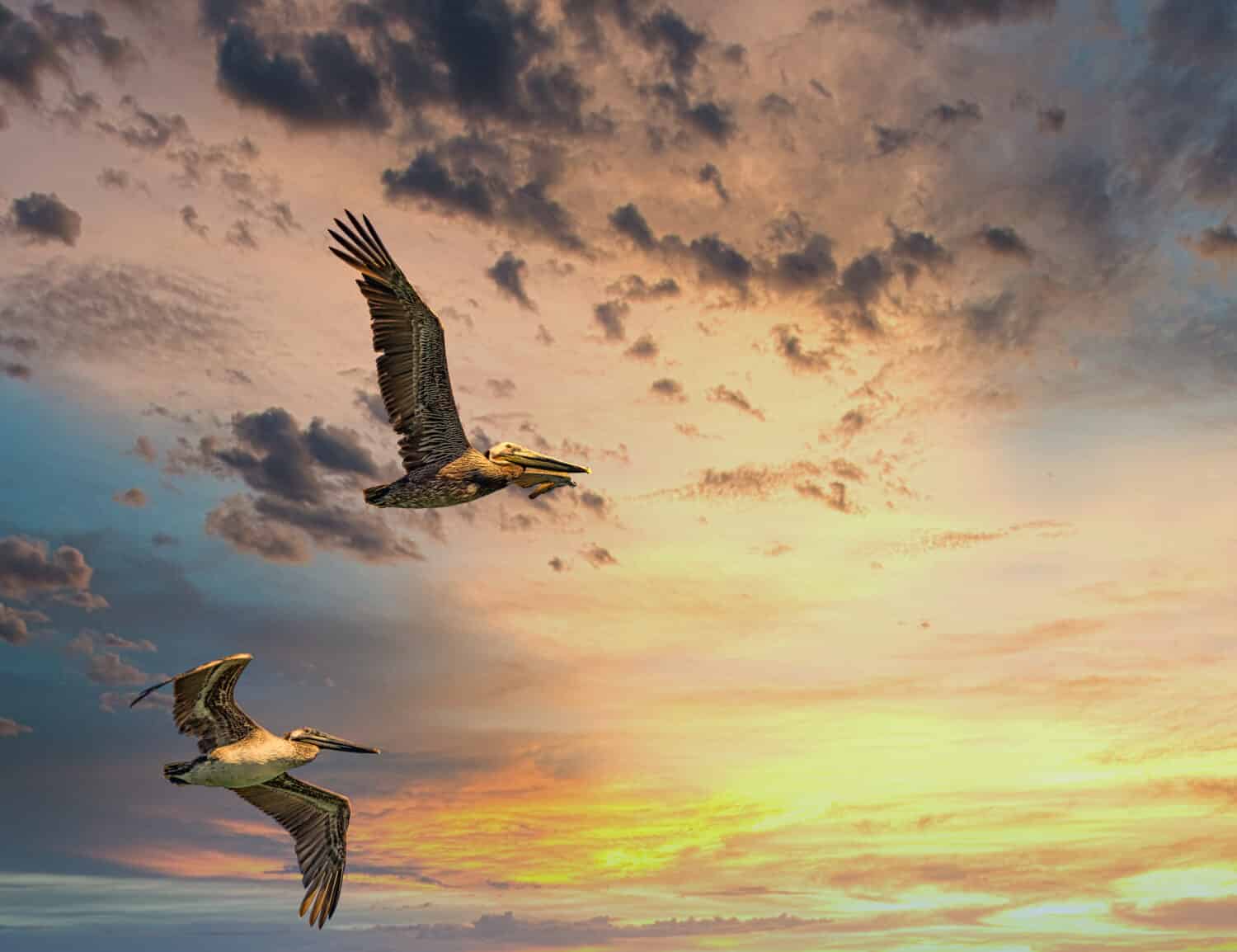 Brown pelicans in flight against a Two Pelicans in Flight at Sunset sky