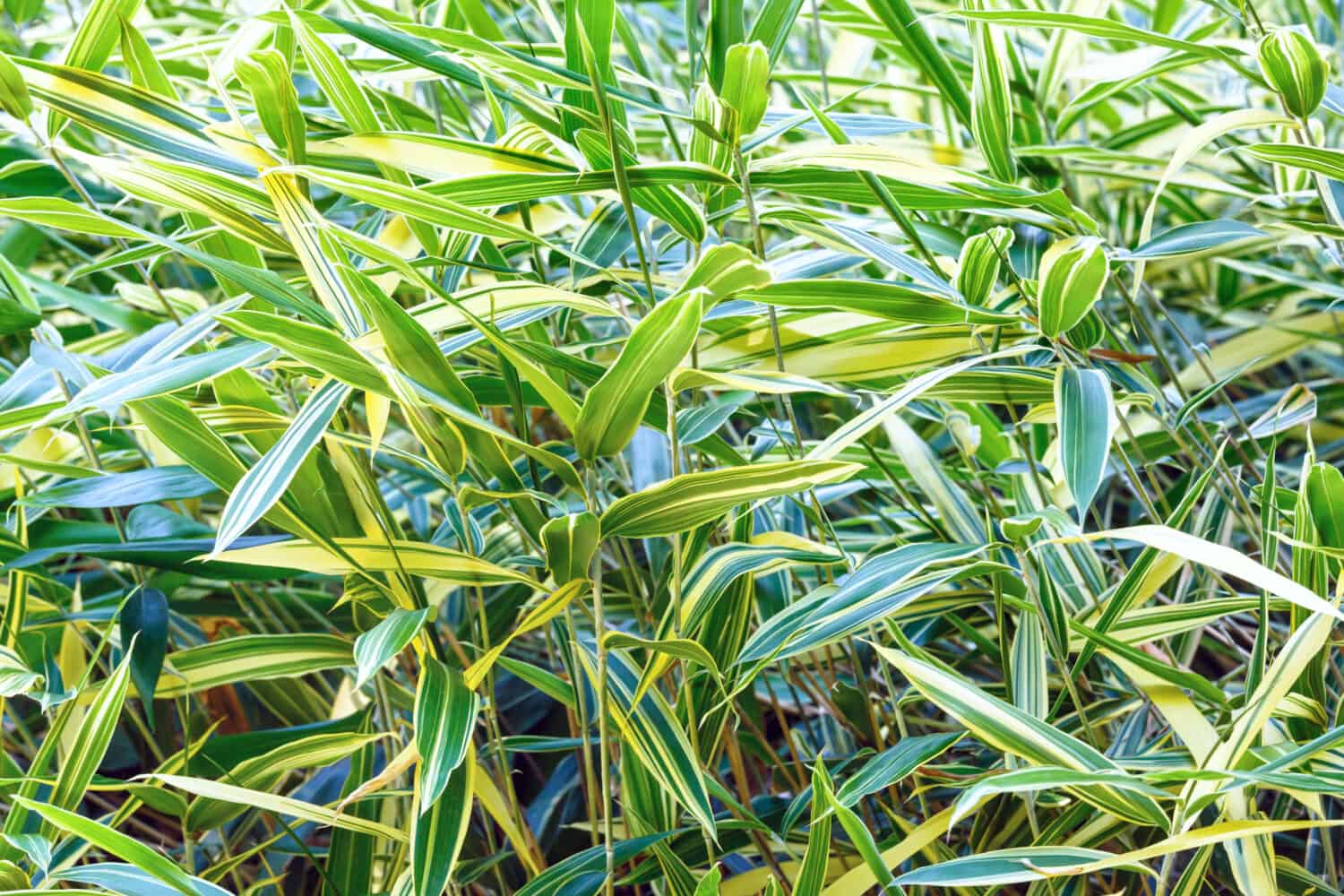 Green vegetative background (reed canary grass - Phalaris arundinacea)