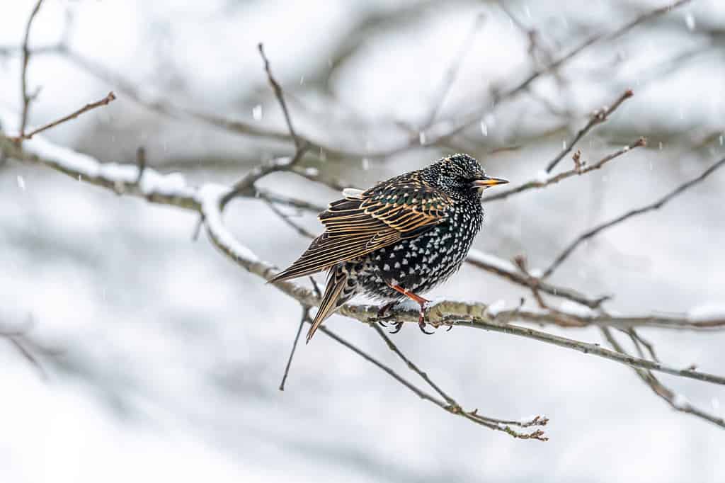 European starling one single bird perching sitting on bare tree branch during winter snow closeup in Virginia isolated with plumage pattern