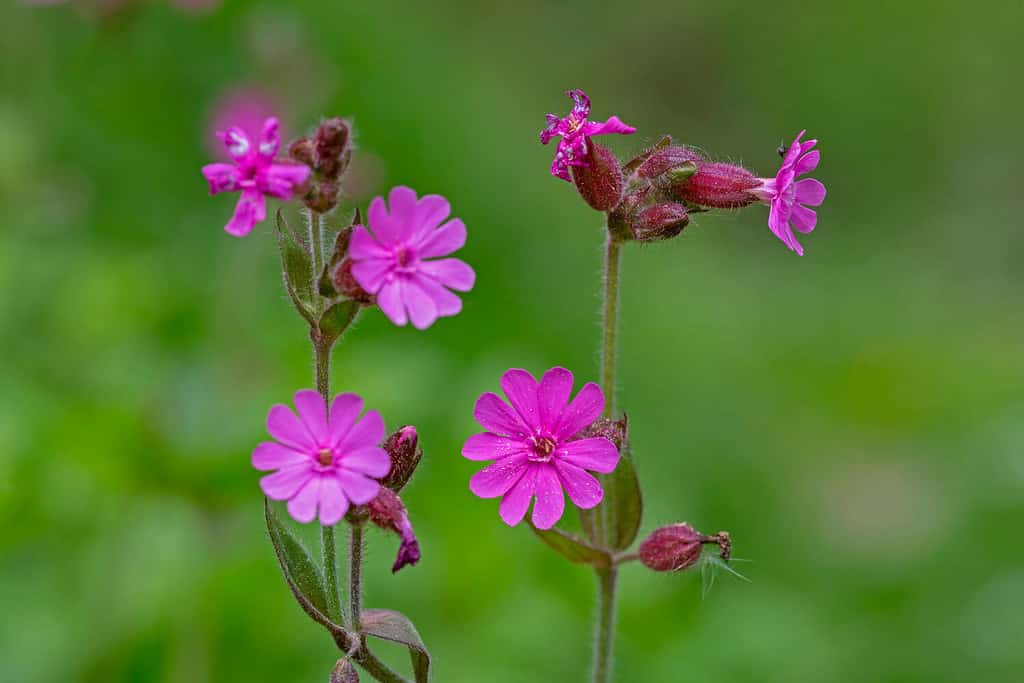 Silene dioica (syn. Melandrium rubrum), known as red campion and red catchfly, is a herbaceous flowering plant in the family Caryophyllaceae. Red campion (Silene dioica).