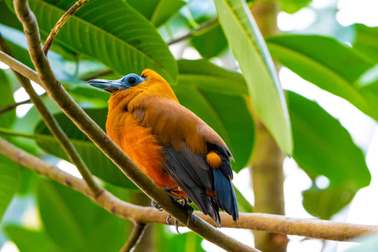 Tropical Bird Capuchinbird Or Calfbird - Perissocephalus Tricolor In The Rainforest. Bird is sitting on tree trunk.