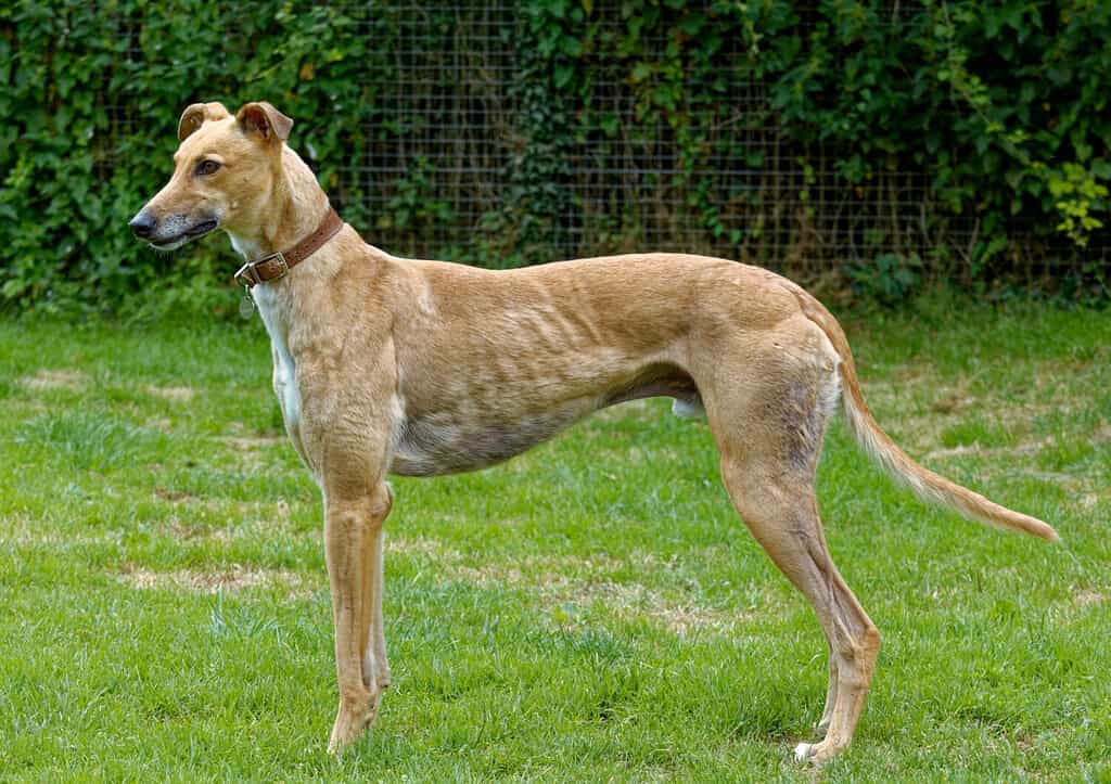 Greyhound, Portrait,Adult,fawn, standing wearing greyhound collar.