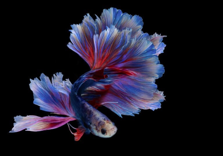 Rhythmic of red blue betta fish, Beautiful movement of Siamese fighting fish, Betta splendens, Halfmoon betta isolated on black background.
