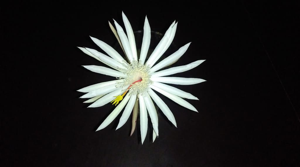 Queen of the night flower ( Epiphyllum oxypetalum - Kadupul flower )