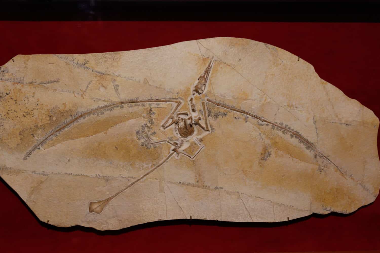 Pterosaur Type Dinosaur Fossil in Rock