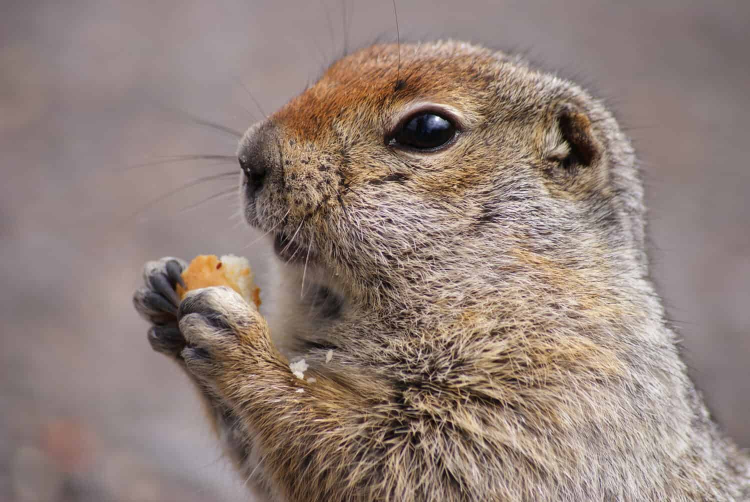 An arctic ground squirrel eating a piece of bread