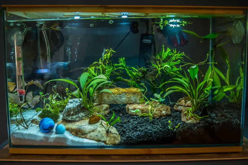 Three gallon betta or siamese fighting fish aquarium with live aquatic plants ghost shrimp snails rocks heater filtration sand substrate and led lights