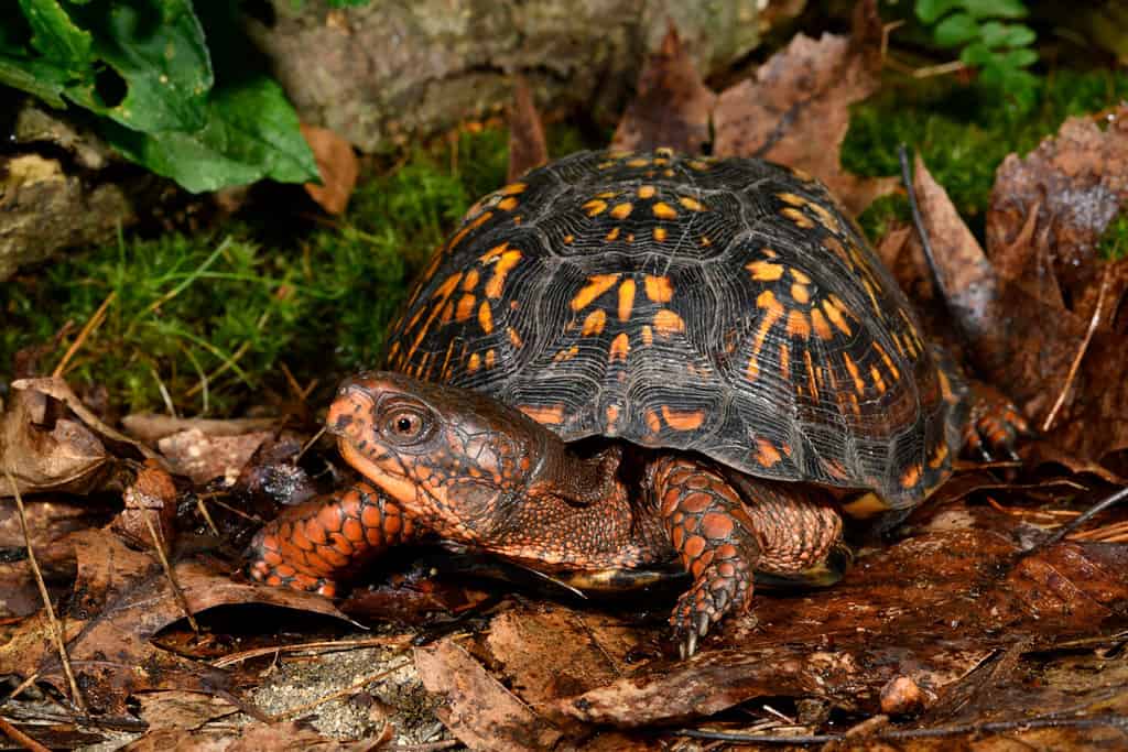 Peruse our list of the best pet turtles that stay small. Small turtles make  one of the best pets for both home …