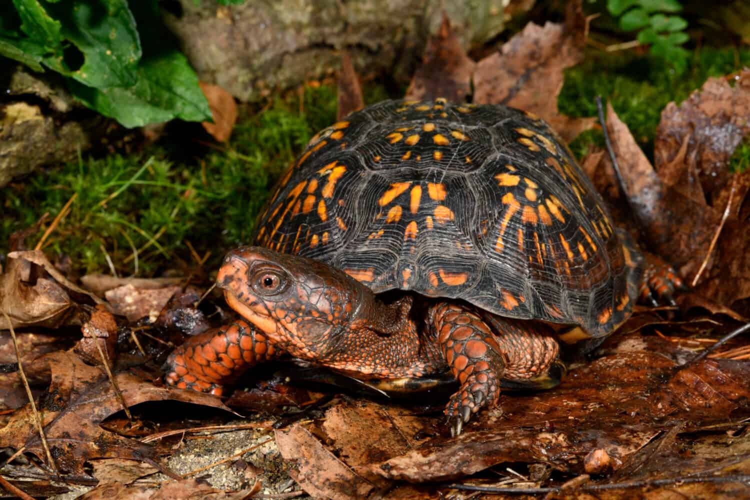 Eastern box turtle , New Jersey, USA