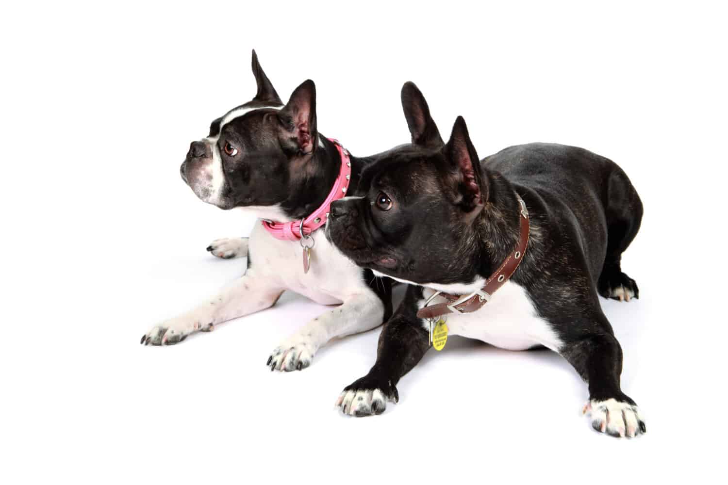 Two Boston Terriers laying beside each other. 