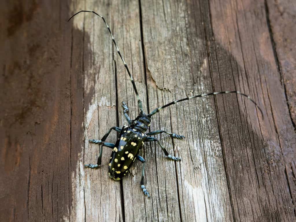 The Asian long-horned beetle (Anoplophora glabripennis), also known as the starry sky, sky beetle, or ALB, is native to eastern China, and Korea.