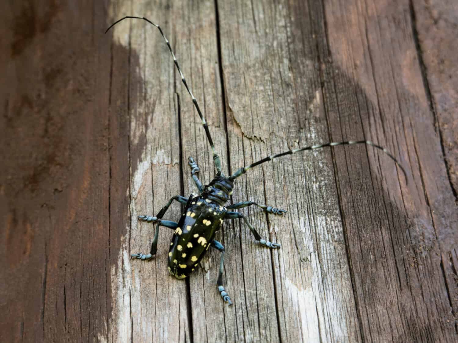 The Asian long-horned beetle (Anoplophora glabripennis), also known as the starry sky, sky beetle, or ALB, is native to eastern China, and Korea. 