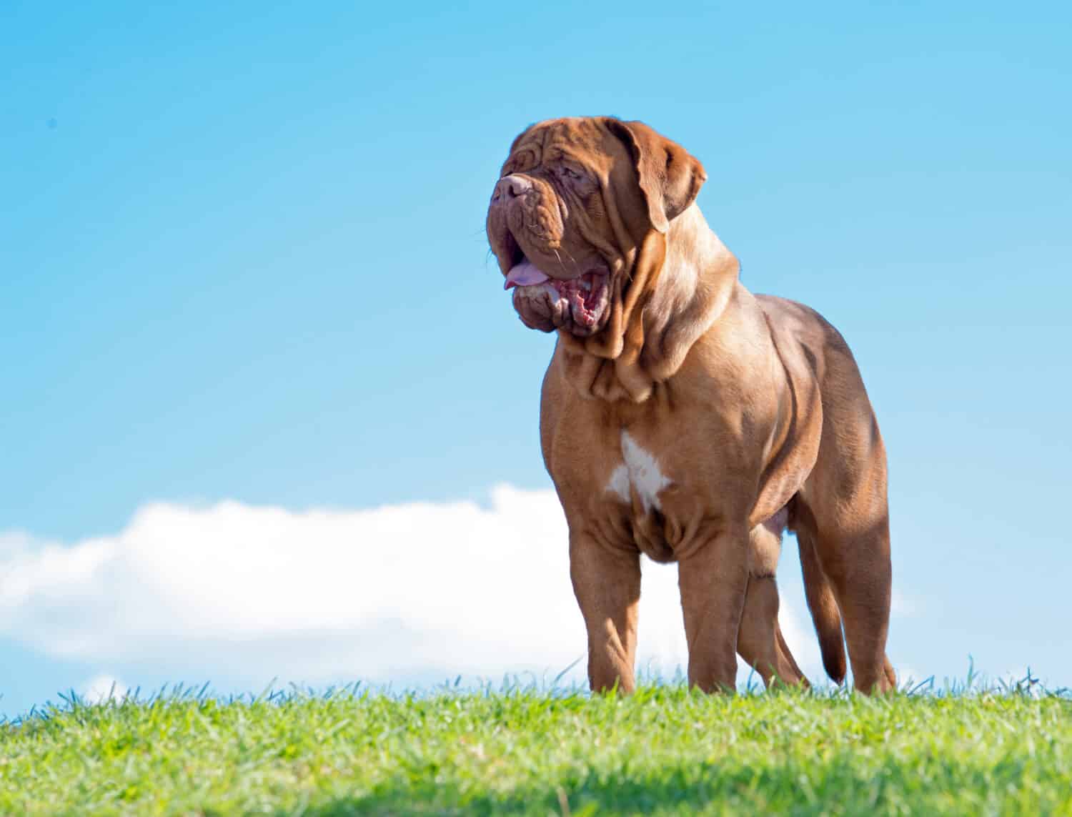 Dogue De Bordeaux Lifespan: Average Life Expectancy and More! - A-Z Animals