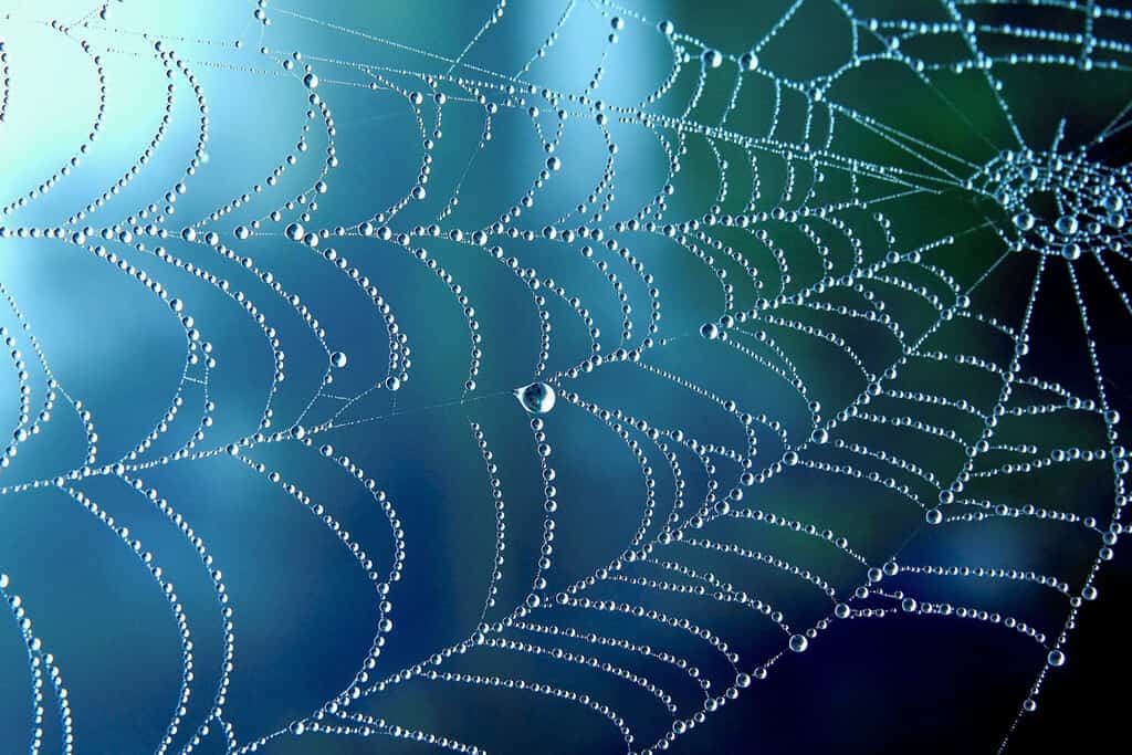 Cobweb or spiderweb natural rain pattern background close-up. Cobweb with drops of rain pattern in blue light. Cobweb net texture with morning rain bokeh. Partial blur view lines spider web necklace