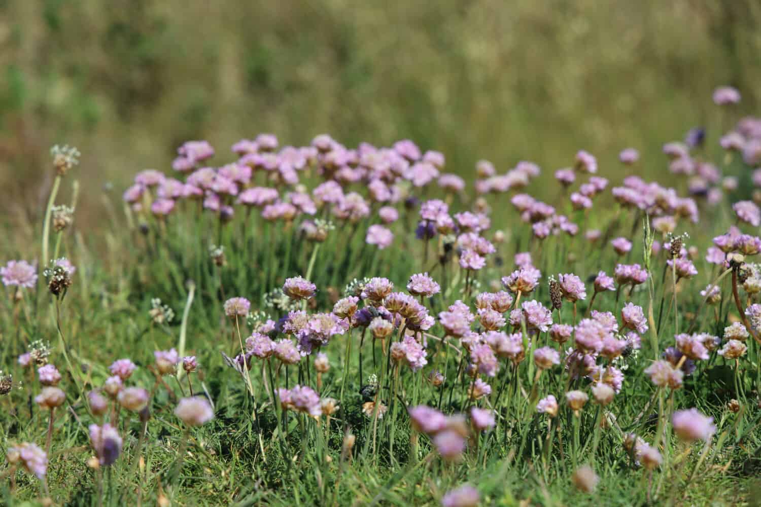 A selective shot of pink sea thrift flowers in a field under the sunlight with  a blurry background