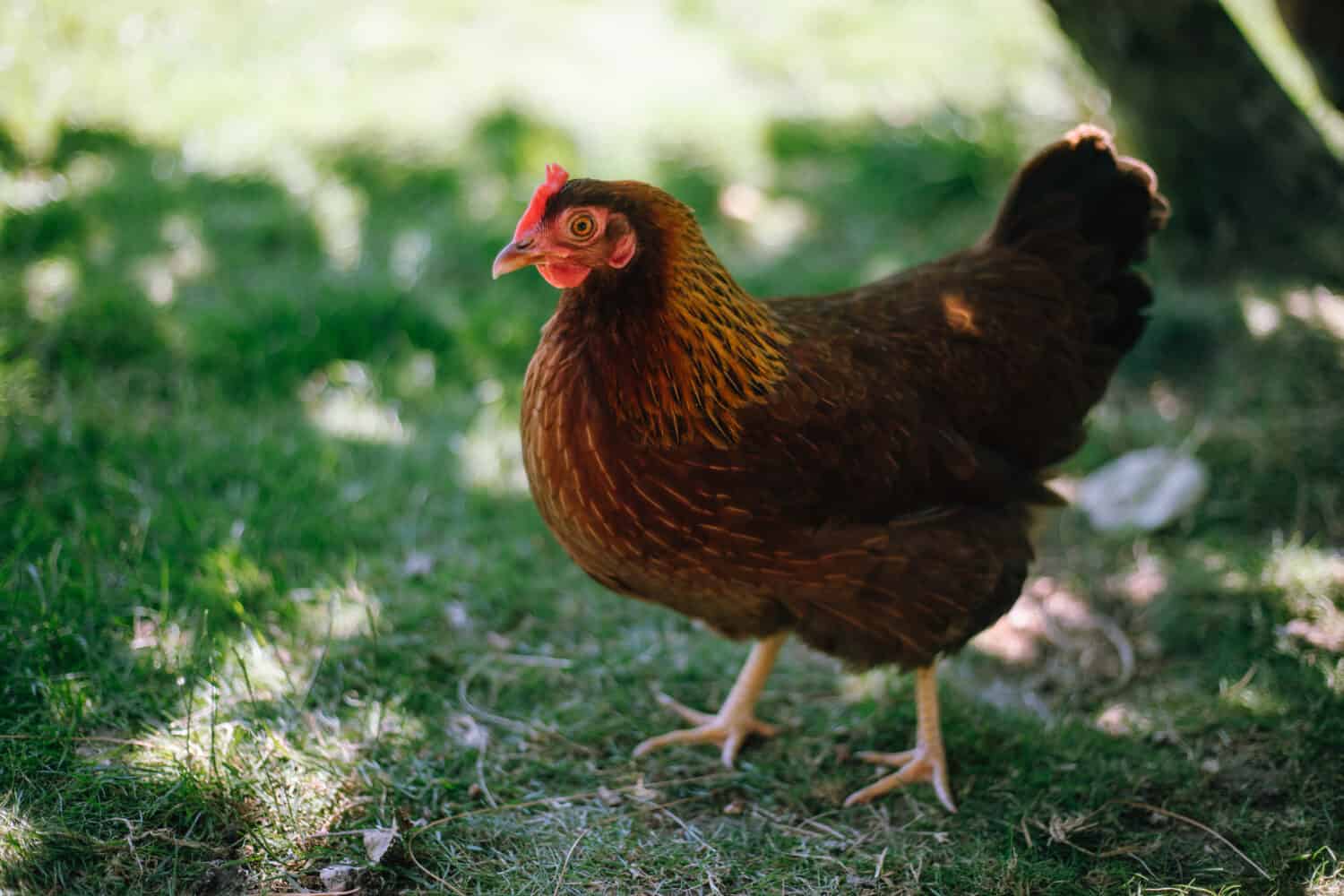 Chicken of the breed welsumer in the garden