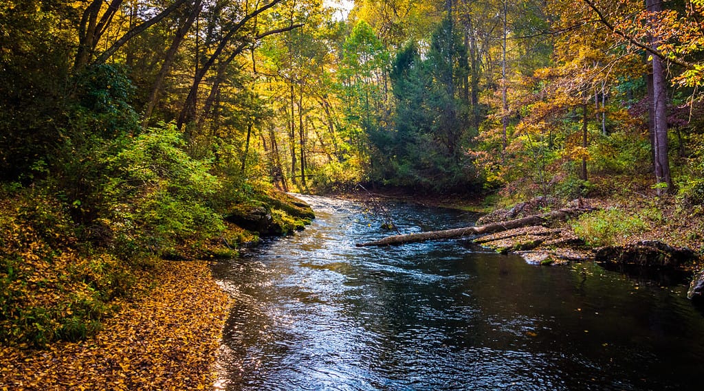 A vibrant landscape of Maryland's Gunpowder River in Gunpowder Falls State Park