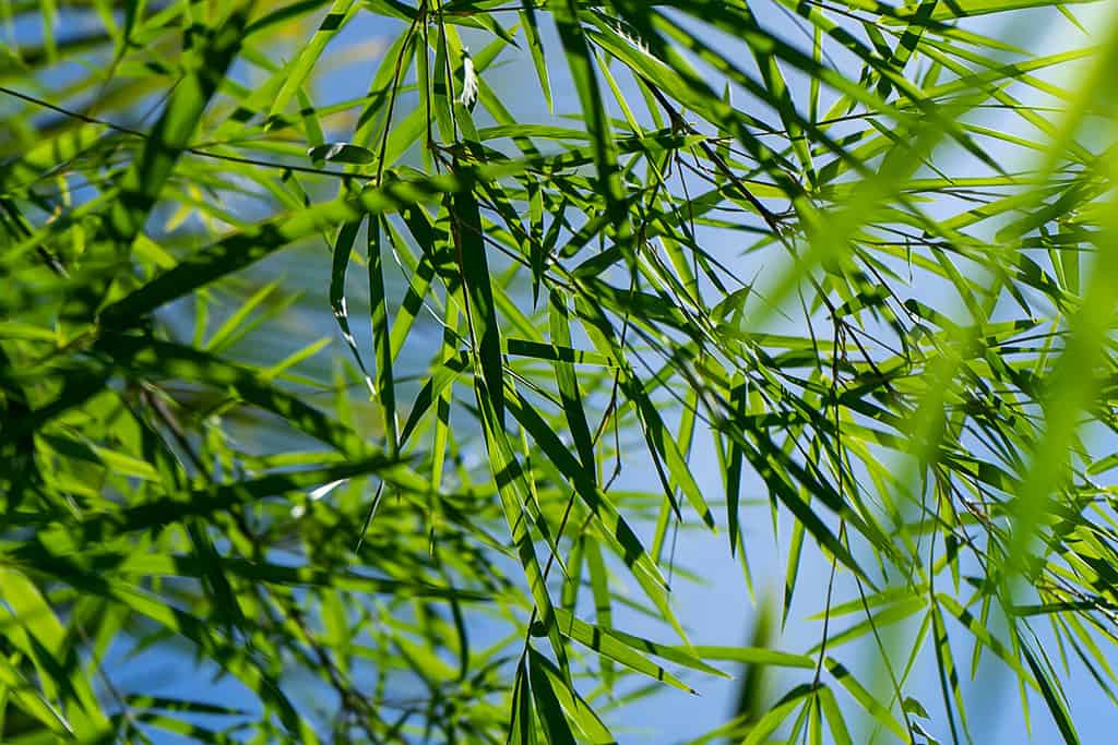 Fresh bamboo leaves with blur background