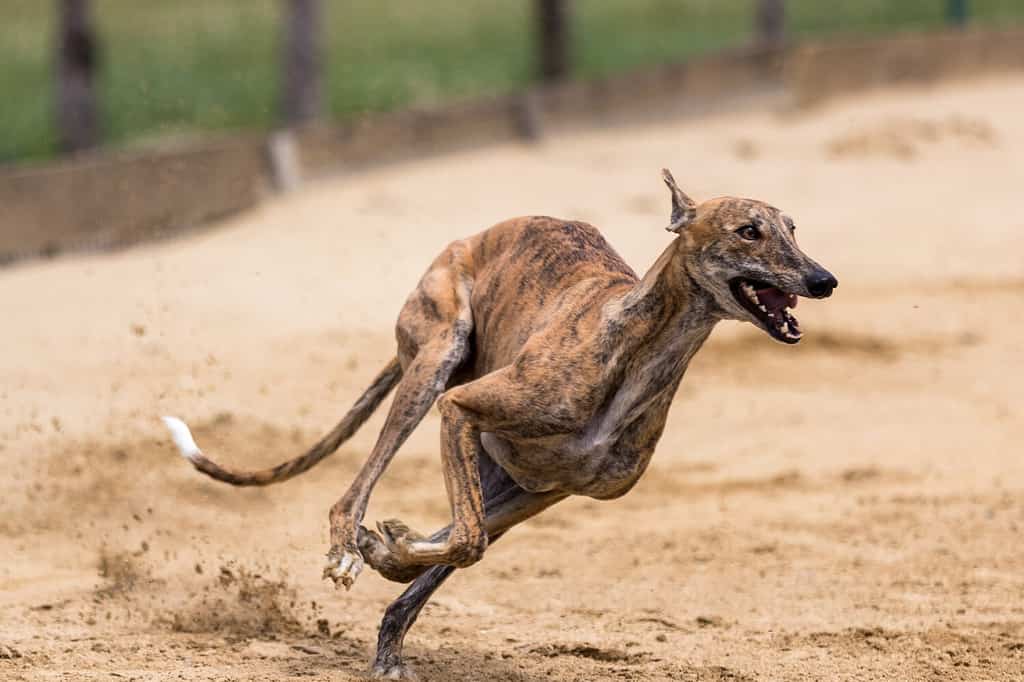 Greyhounds Greyhound Racing Dog Racing Racecourse