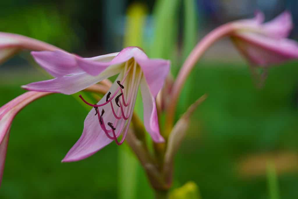 macro closeup of pink purple bell flowers of Crinum powellii grand spider lily bulb plant from Amaryllis family against green background in the garden