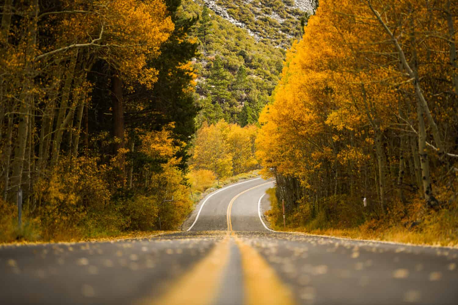 Fall road during autumn at June Lake, California with yellow aspen trees, view of road, falling leaves 