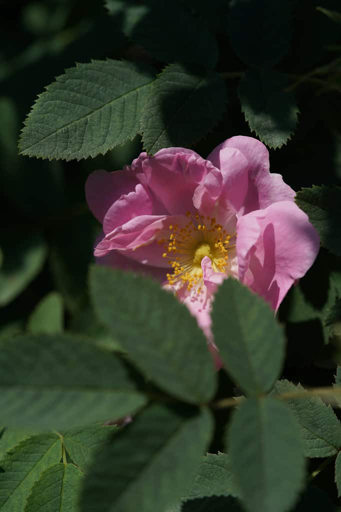 Pink Flower of Wild Rose 'R. pomifera' in Full Bloom