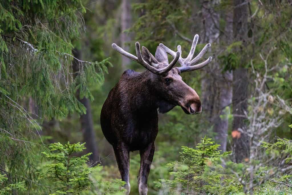 Moose hiding among the trees in a forest