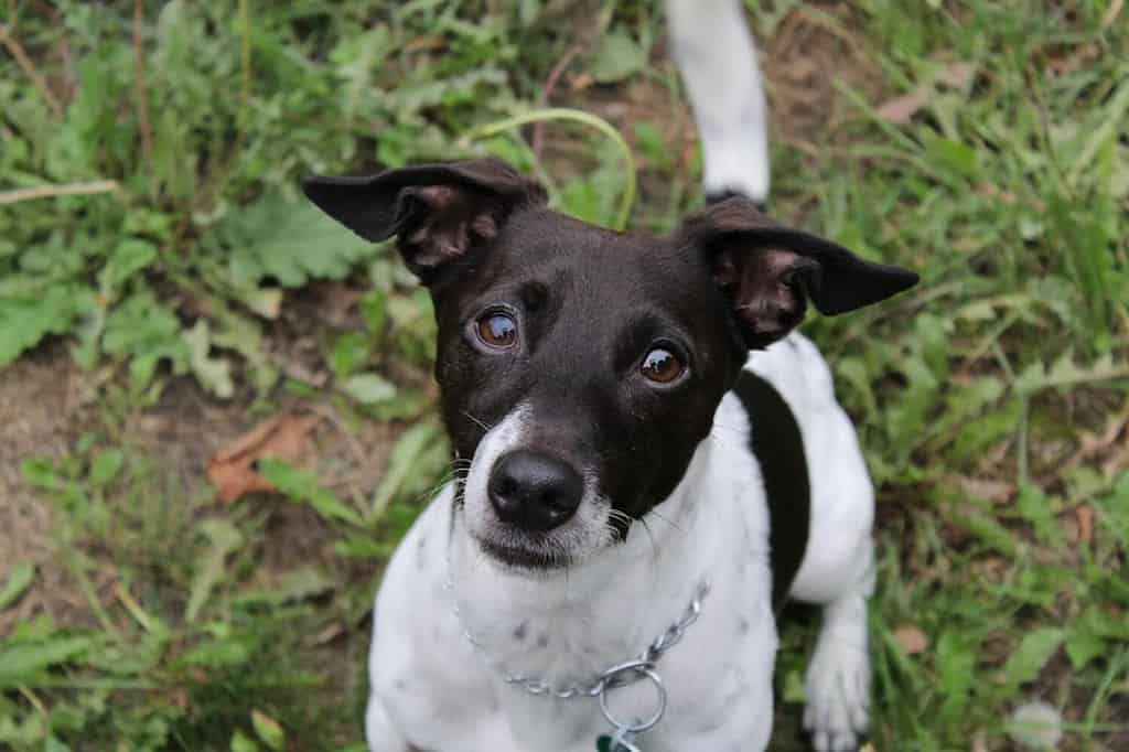 Dave a Jack Russell terrier